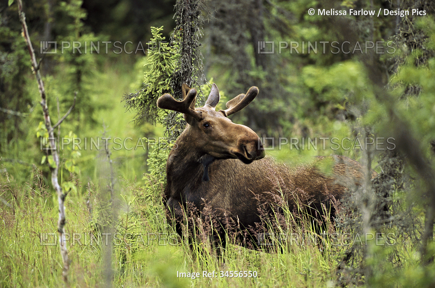 Portrait of a male moose (Alces alces gigas) standing in the tall grasses ...