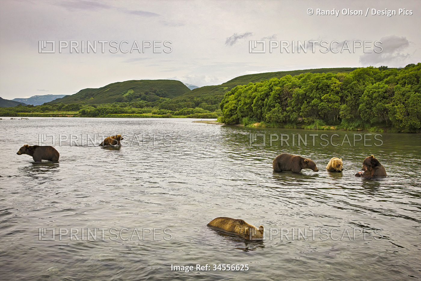 Brown bears (Ursus arctos) fish for salmon in one of the best spots where the ...