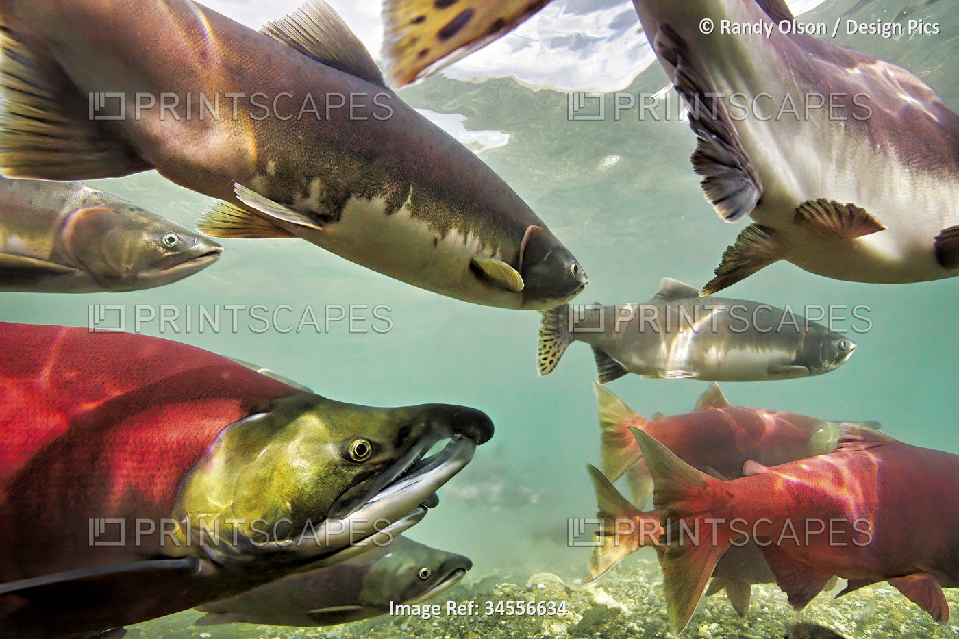 Spawning salmon with hook noses dominate traffic in the Ozernaya River. The ...