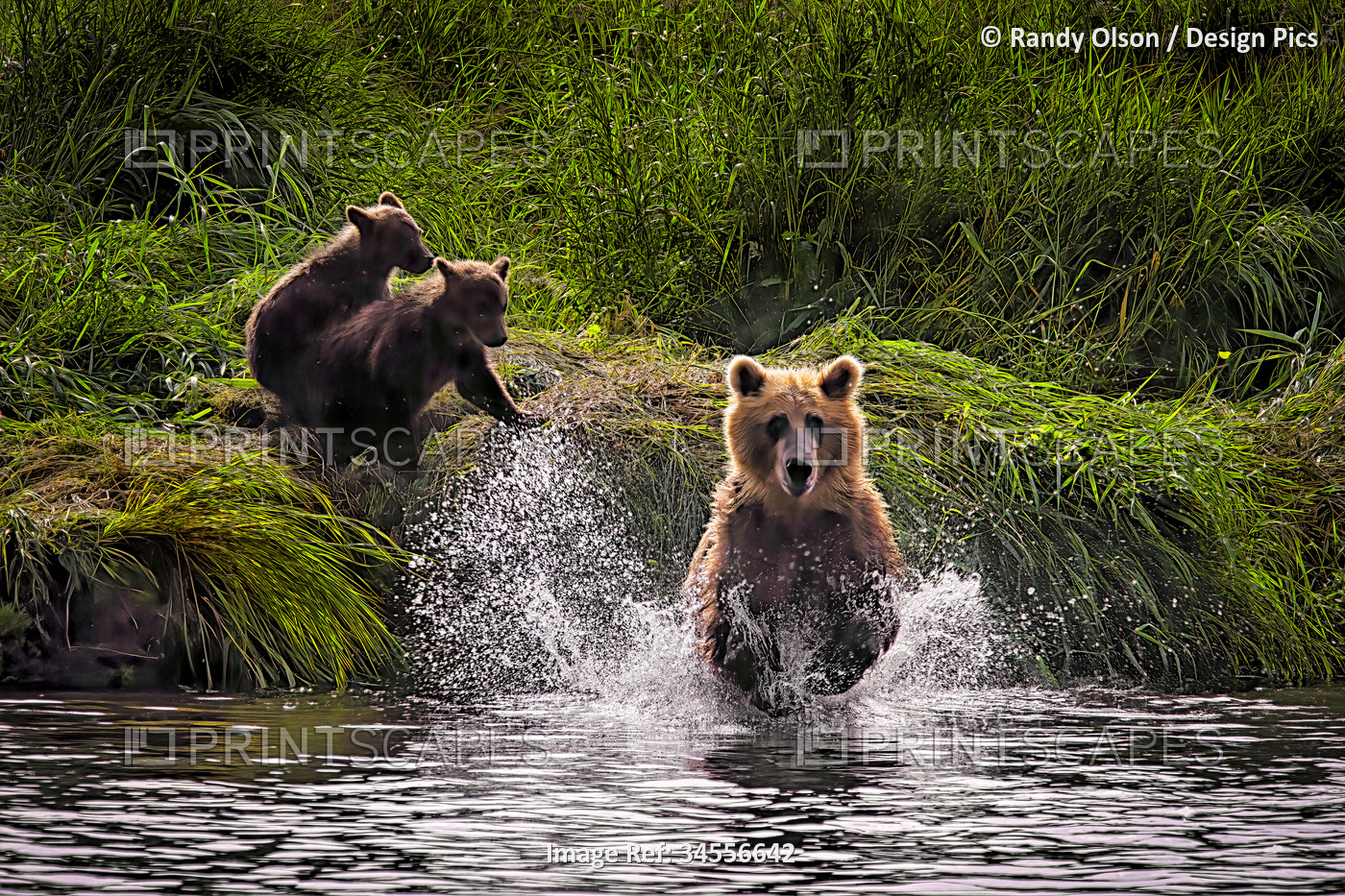 Brown bear (Ursus arctos) with cubs on Kuril Lake in Kurilskoye Lake Preserve. ...