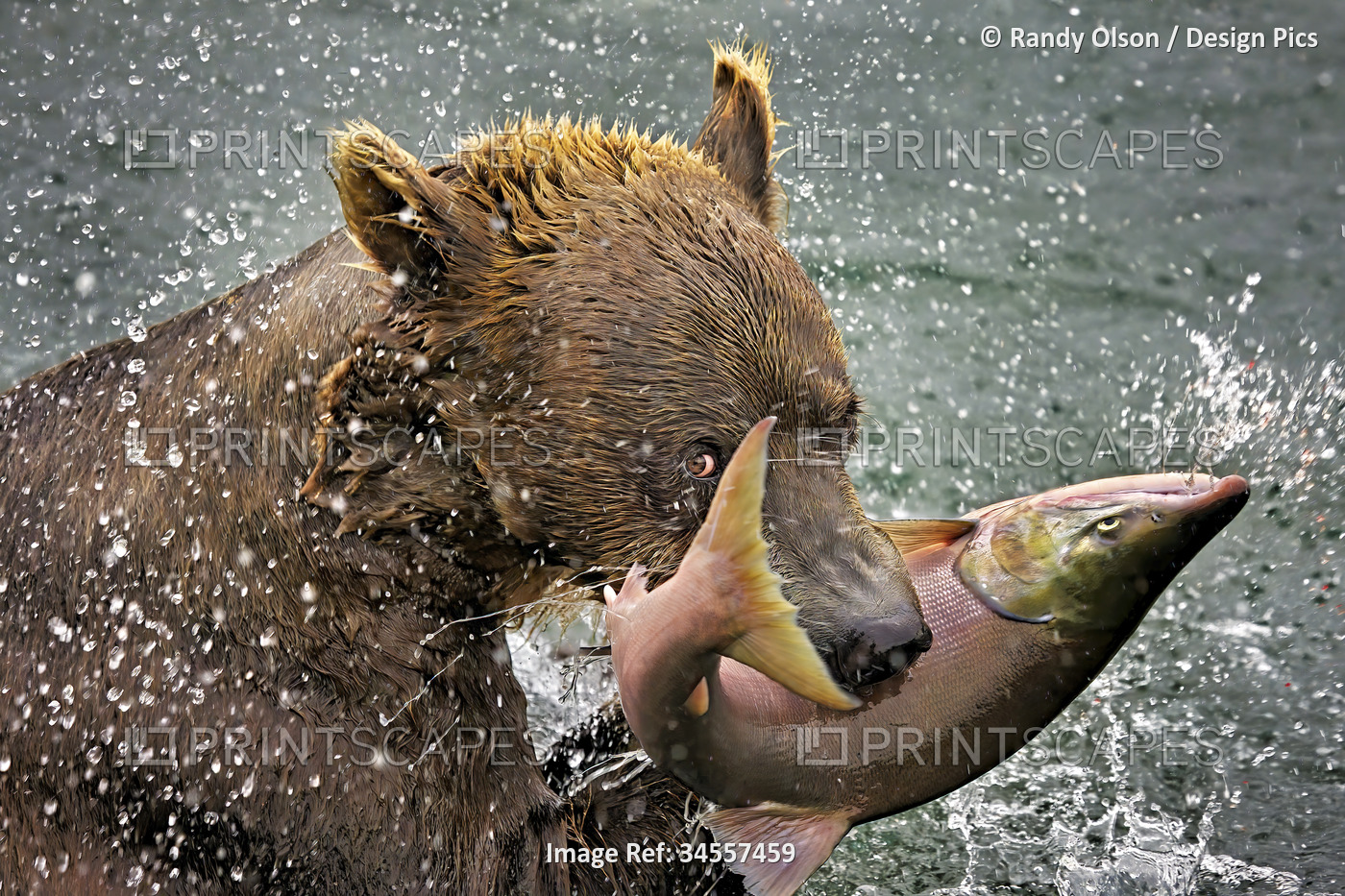 Icy water flies as a Brown bear (Ursus arctos) catches a salmon in Kuril Lake, ...