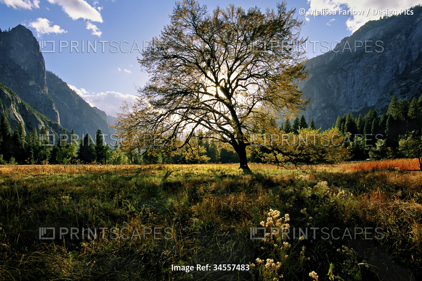 View of the valley floor meadow in Yosemite National Park embodies solitude ...