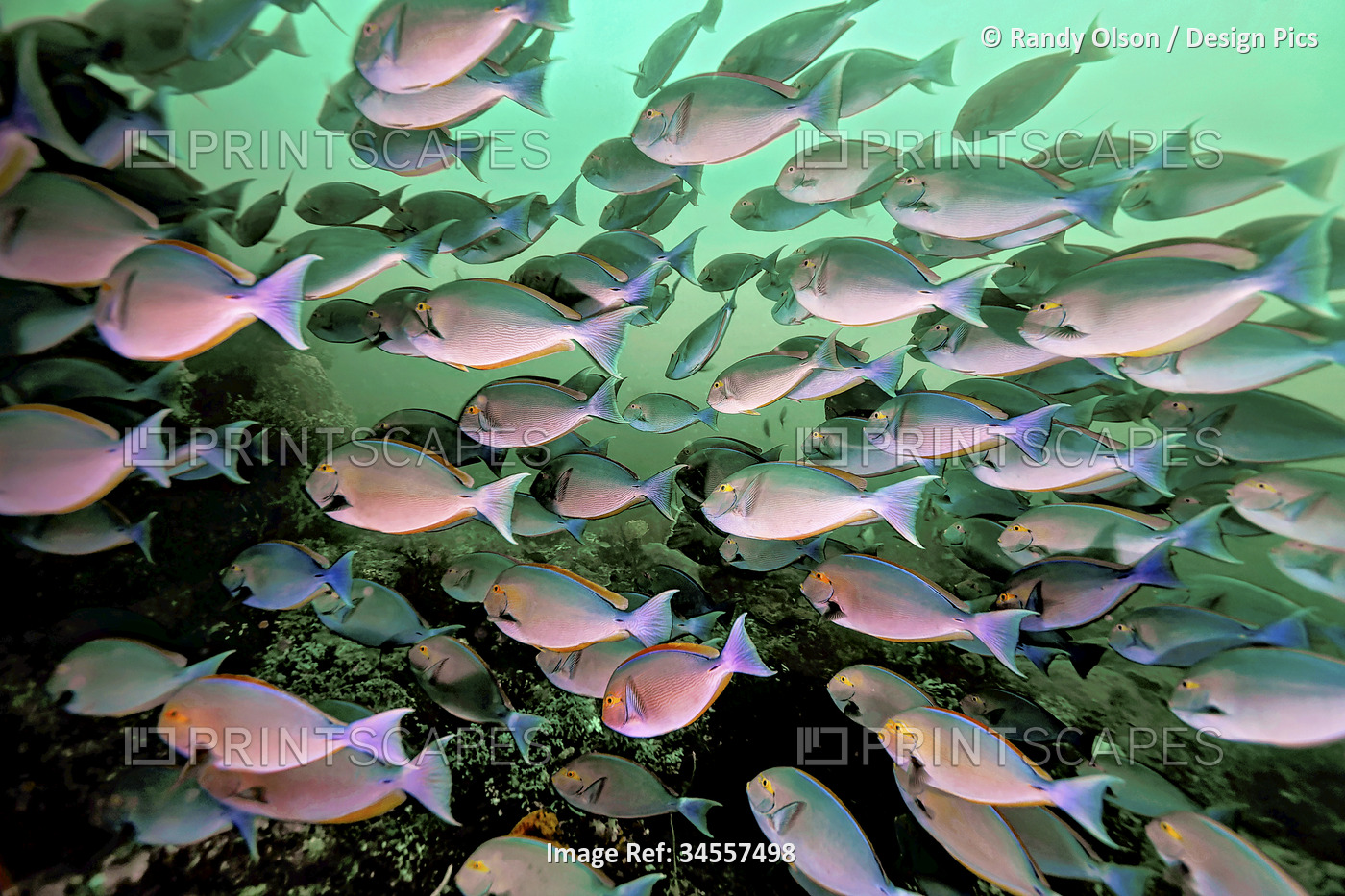 Surgeonfish aggregate on the north coast of Komodo Island. Surgeonfishes are ...