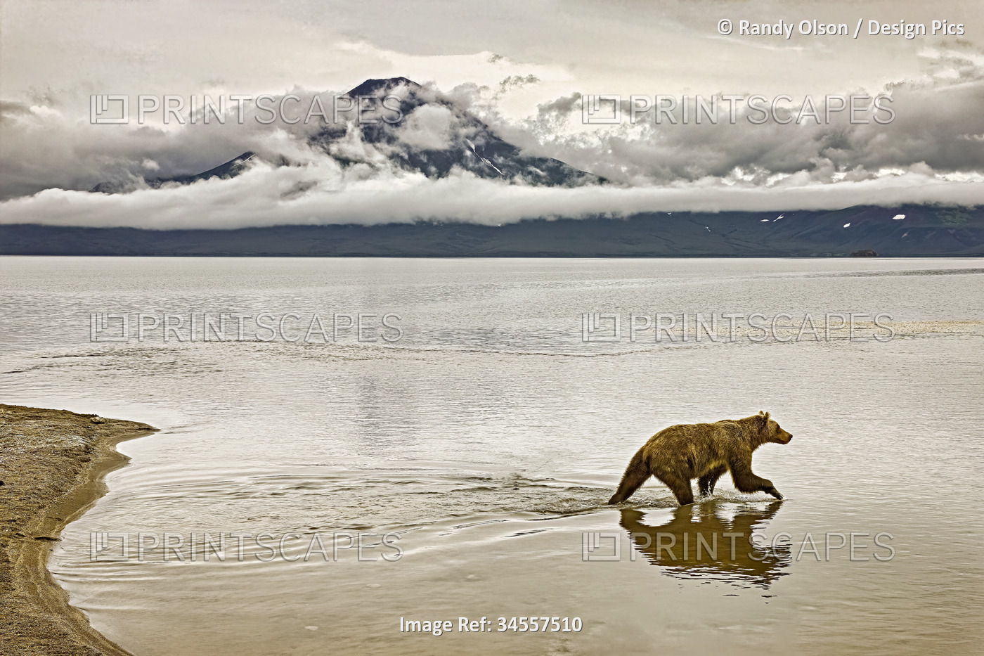 Brown bear (Ursus arctos) wades into Kuril Lake to fish for salmon. Brown ...