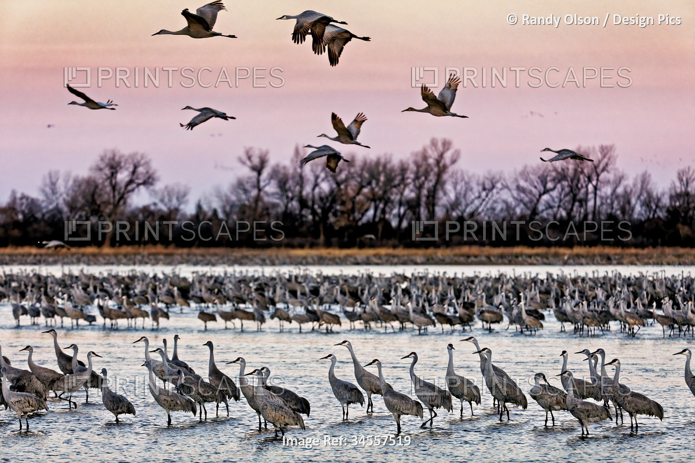 Sandhill cranes (Grus canadensis) fly in to roost in the shallows of the Platte ...