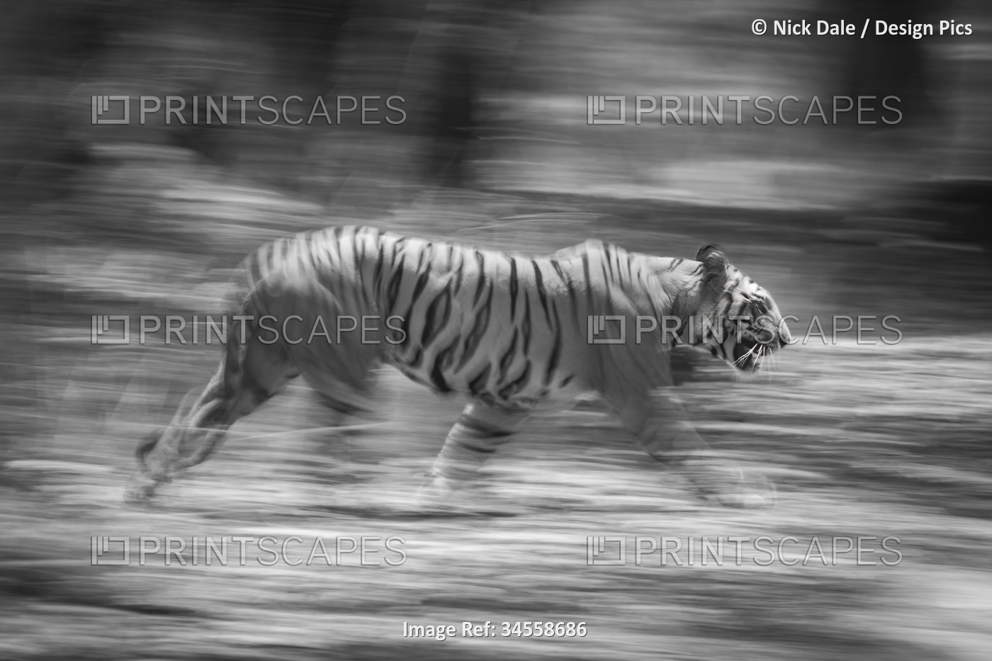 Male Bengal tiger (Panthera tigris tigris) walks through the forest, which is ...