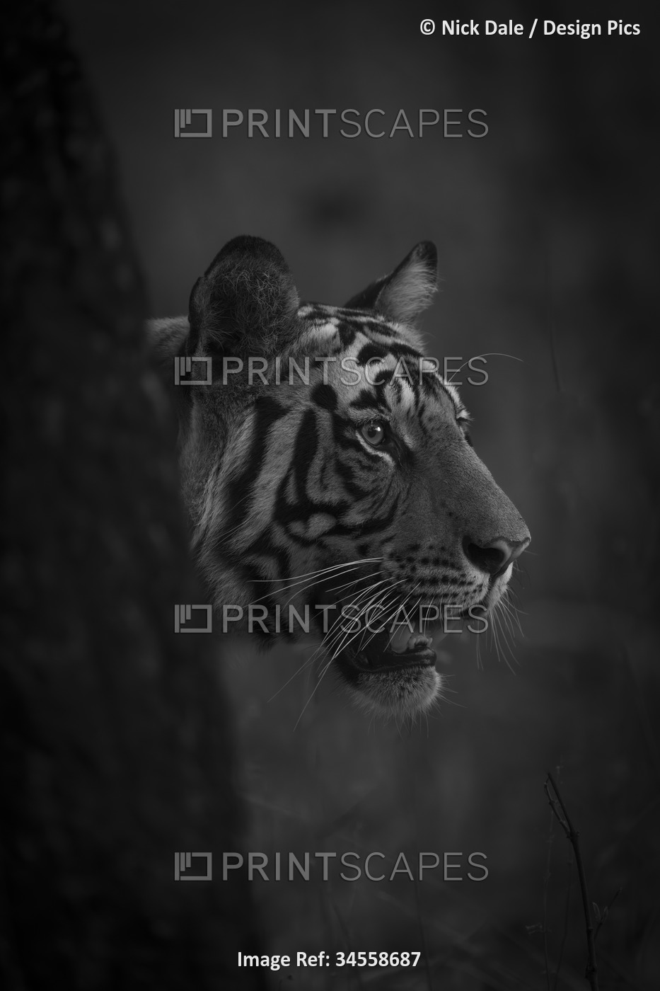 Bengal tiger (Panthera tigris tigris) pokes its head past a tree in a forest, ...