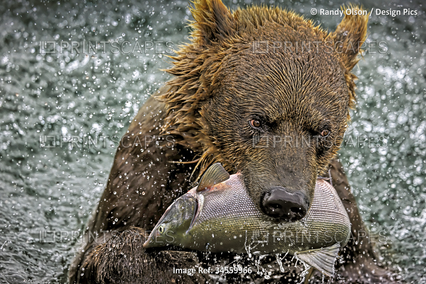 Brown bear (Ursus arctos) also known as a grizzly, feasts on sockeye salmon, ...