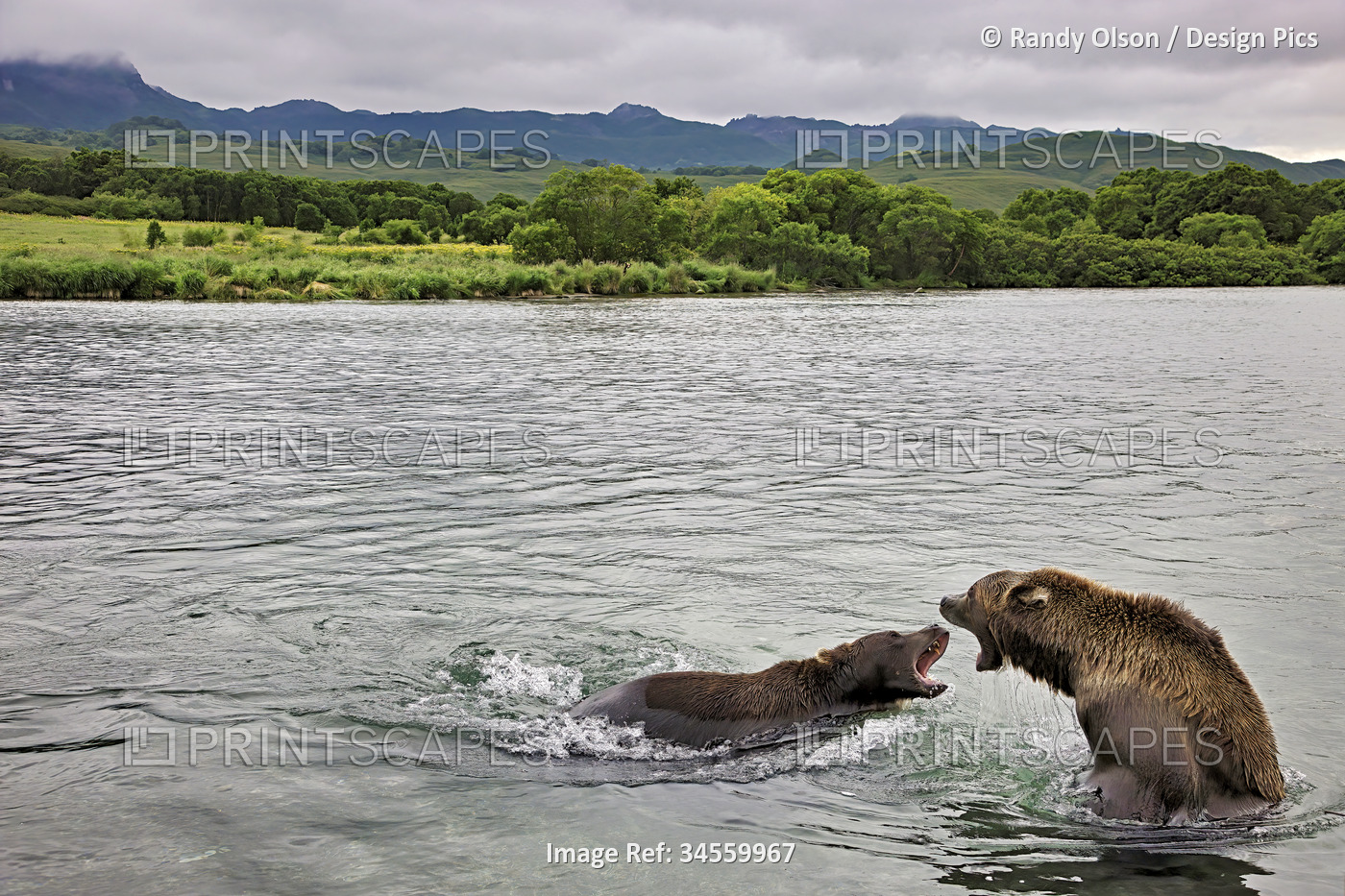 Brown bears (Ursus arctos) competing for salmon in Kuril Lake, Kurilskoye Lake ...