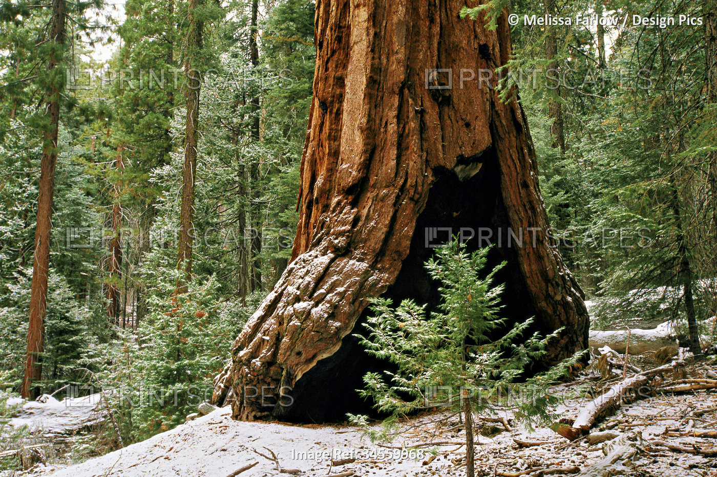 Snow dusted Giant sequoia tree (sequoiadendron giganteum) located in the ...