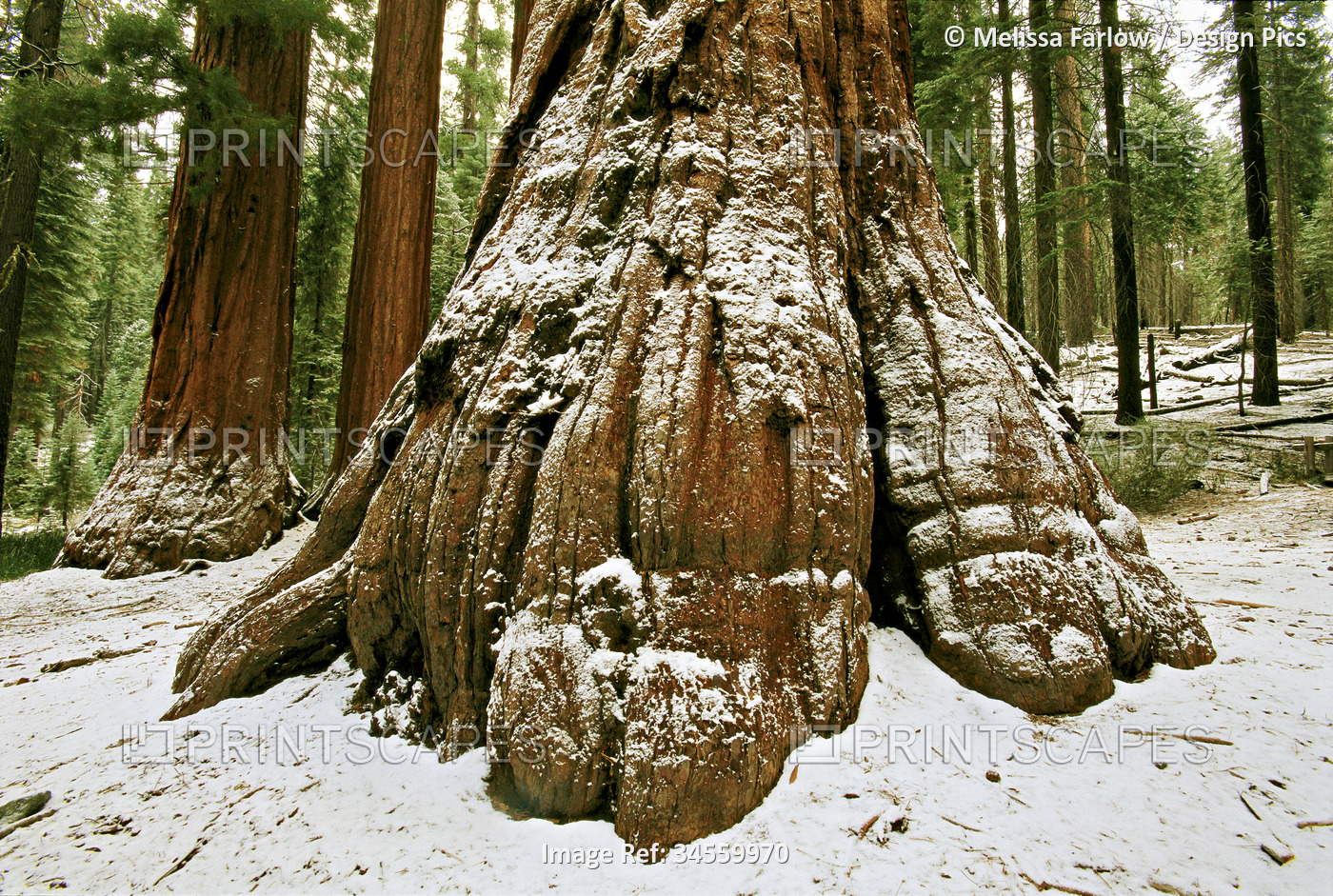 Snow dusted Giant sequoia tree (sequoiadendron giganteum) in the southern ...