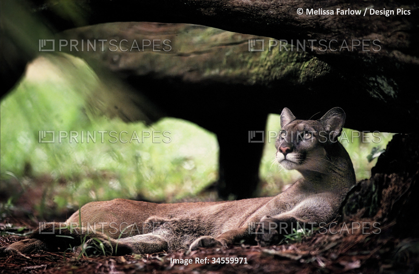 Florida panther (Felis concolor coryi) resting on the ground in the woodland of ...