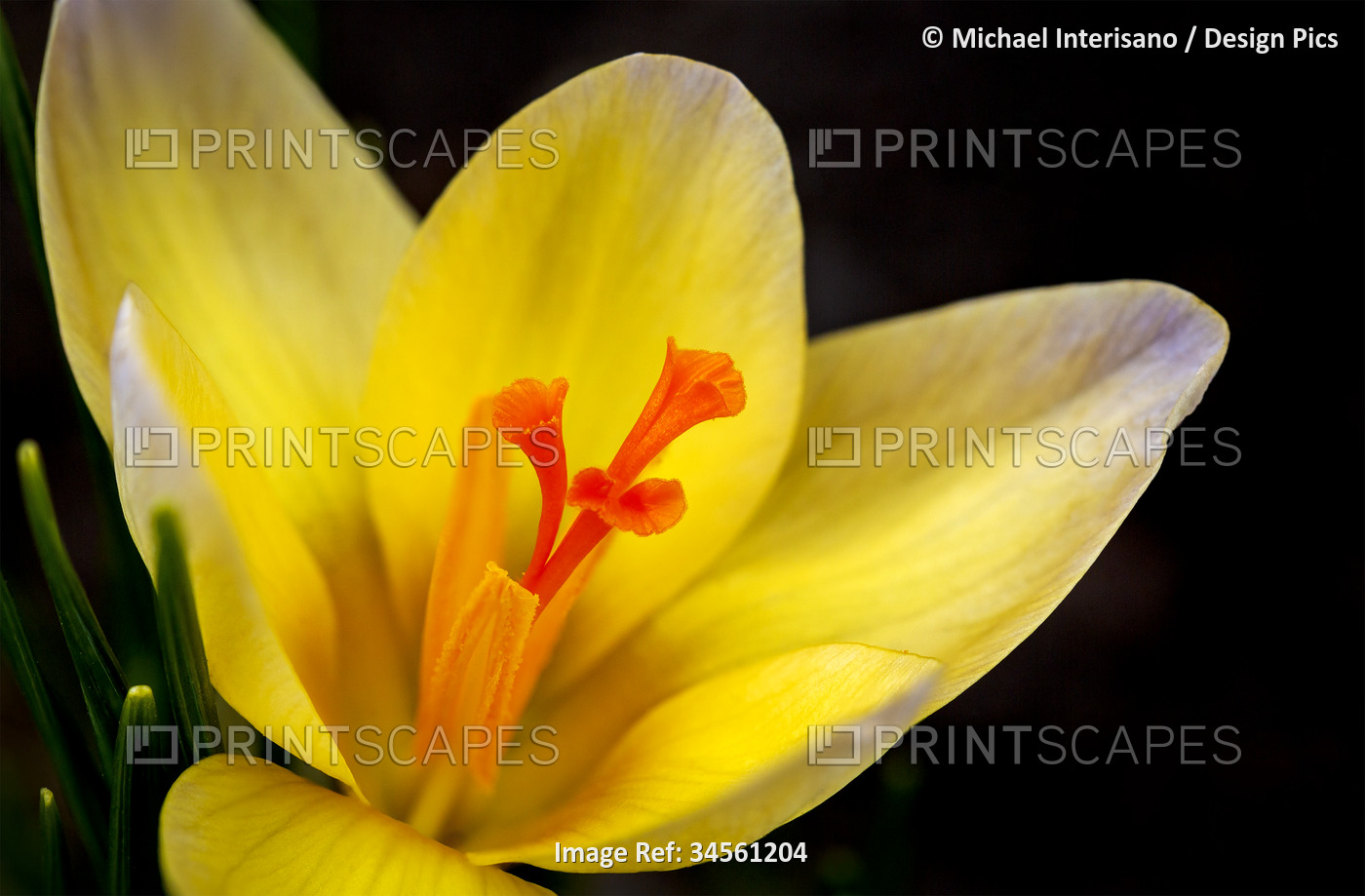 Close-up of a bright yellow crocus with deep orange coloured stamen against a ...
