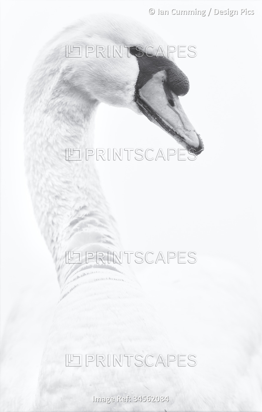 Black and white portrait of a swan on a white background, near the village of ...