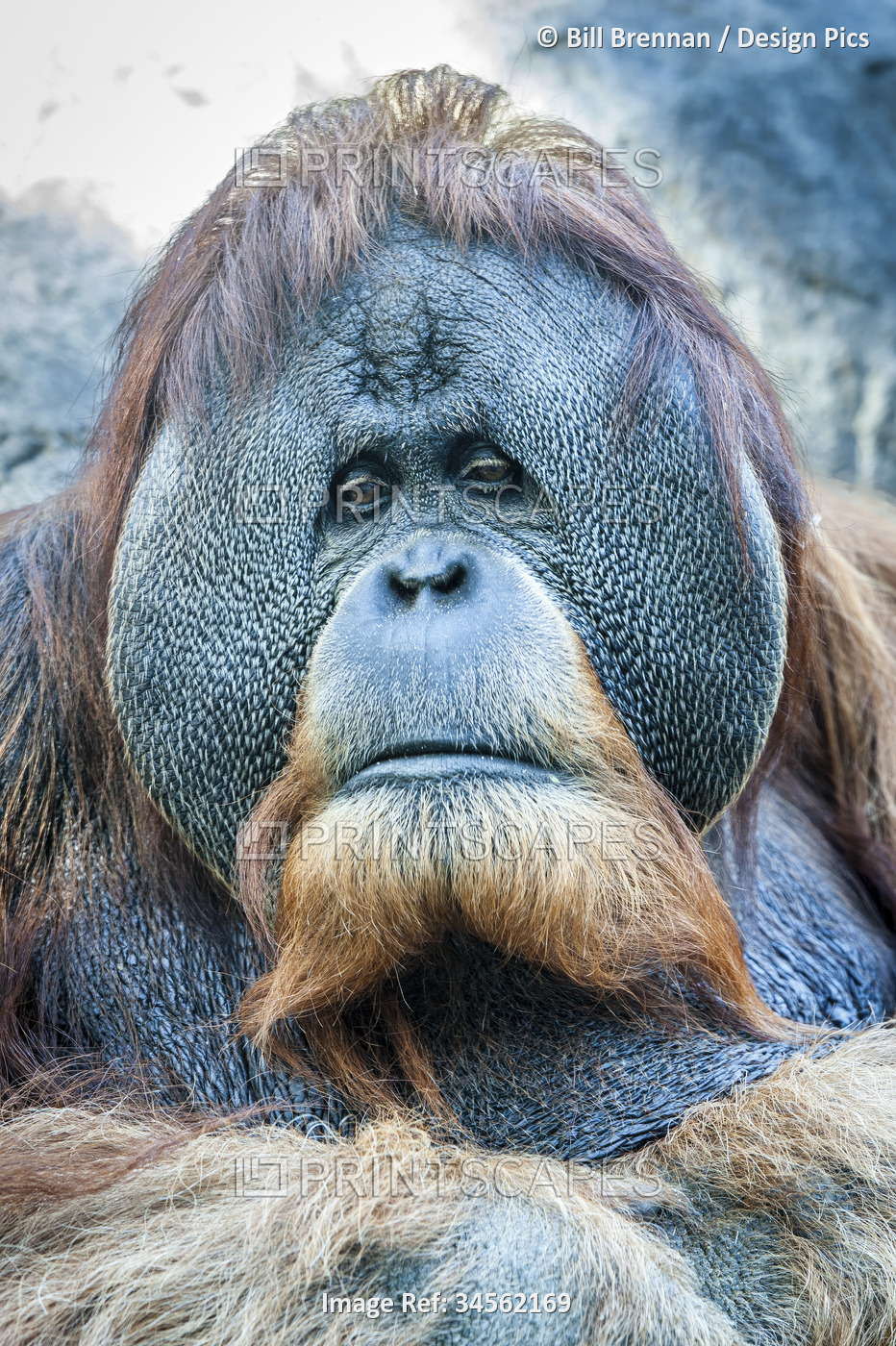 Forlorn gaze of Orangutan; San Diego, California, United States of America