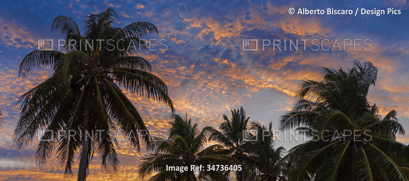 View of palm trees against a blue sky with pink clouds at sunset in Cayo ...