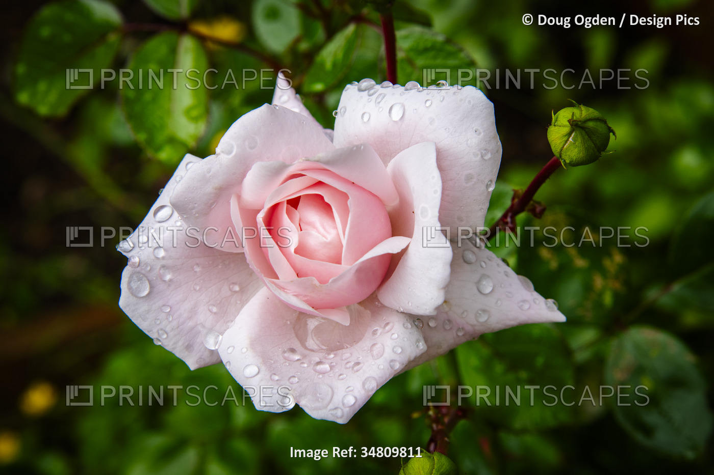 Dew drops on a classic pink rose; Olympia, Washington, United States of America