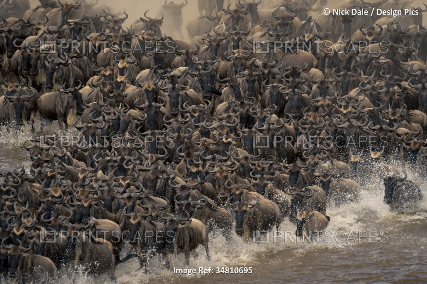 Close-up view of a herd of blue wildebeest (Connochaetes taurinus) crossing the ...