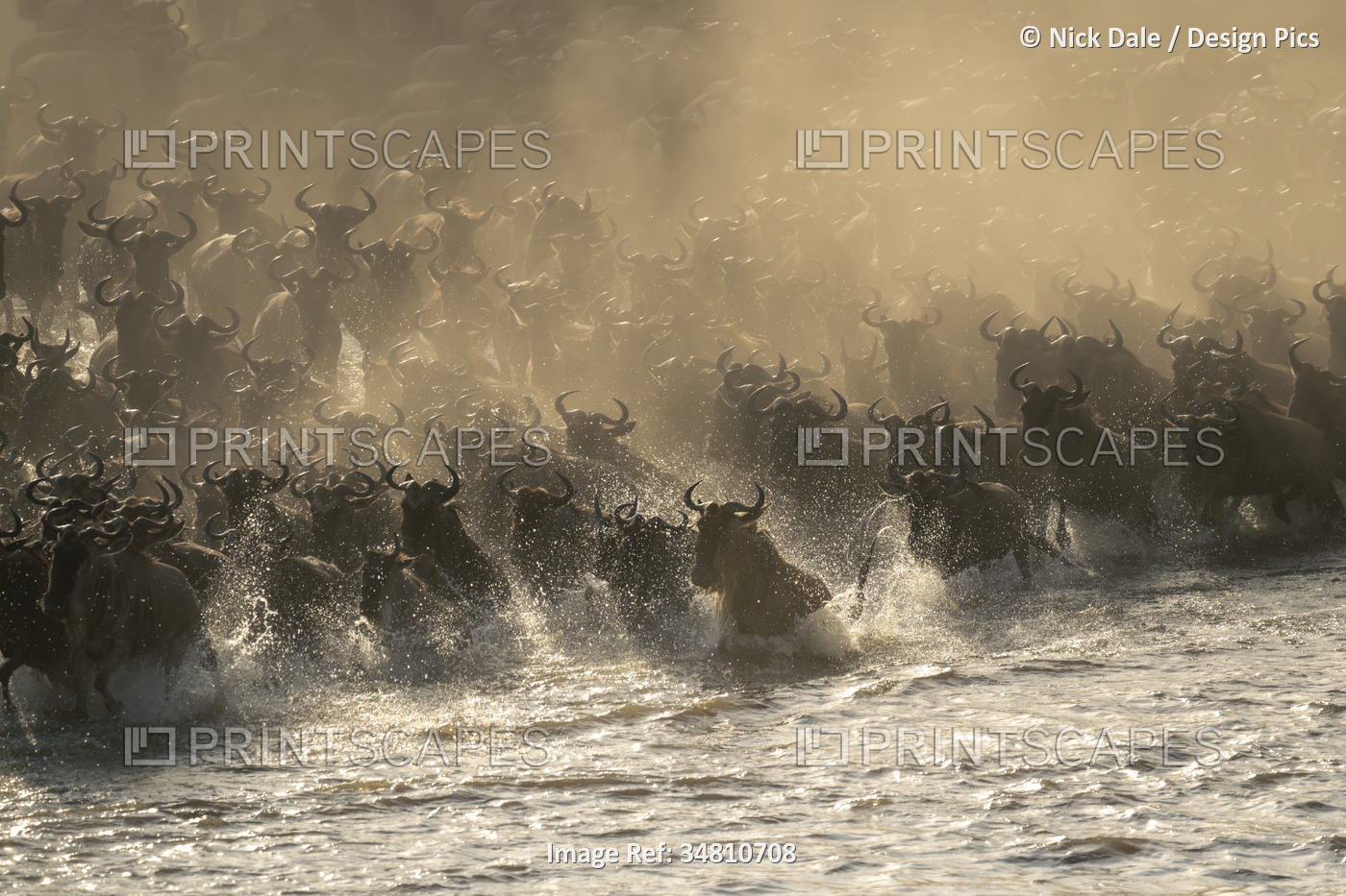 Blue wildebeest (Connochaetes taurinus) herd crosses water in dust in Serengeti ...