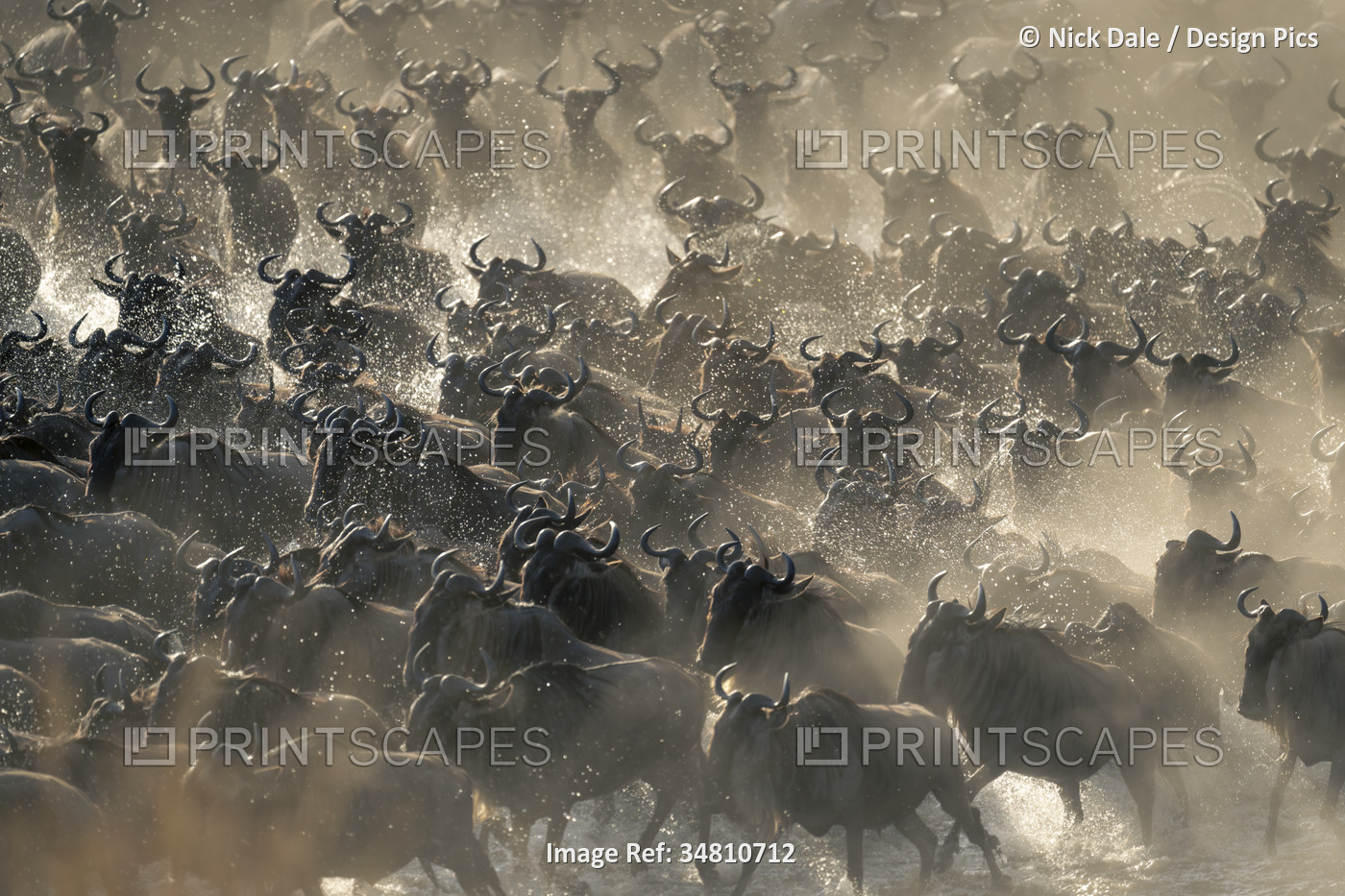 Blue wildebeest (Connochaetes taurinus) herd races across shallow river in ...