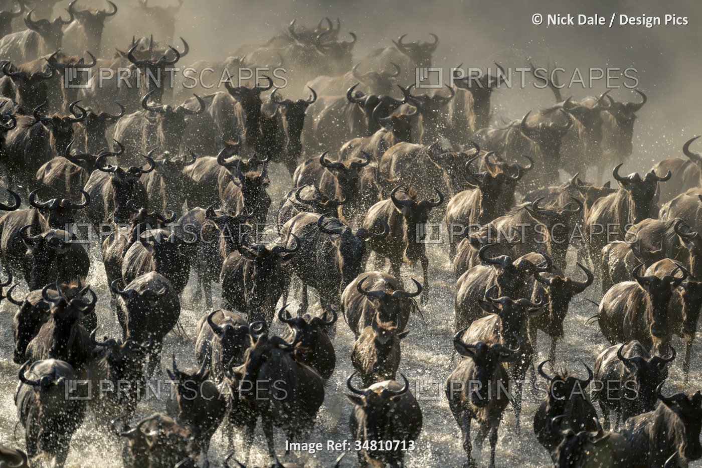 Blue wildebeest (Connochaetes taurinus) herd races across shallow stream in ...