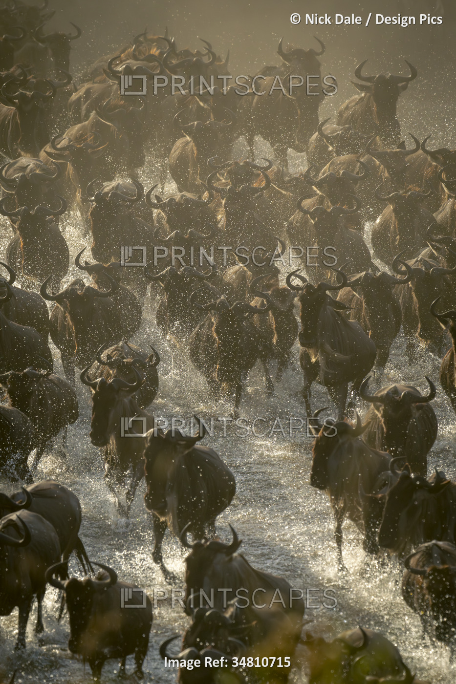 Blue wildebeest (Connochaetes taurinus) herd traverses stream in dust in ...
