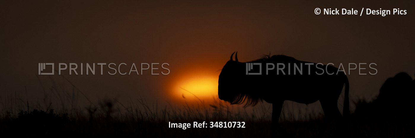 Panorama of Blue wildebeest (Connochaetes taurinus) standing in silhouette in ...
