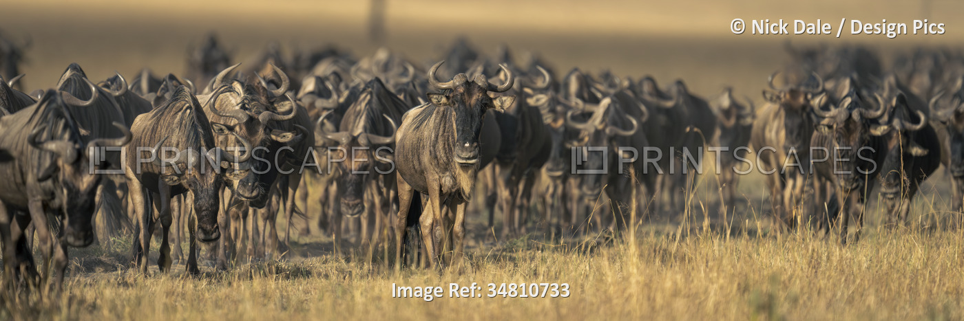 Panorama of Blue wildebeest (Connochaetes taurinus) walking across savannah in ...