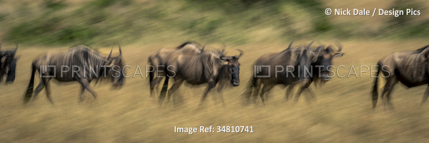 Slow pan panorama of blue wildebeests (Connochaetes taurinus) migrating across ...