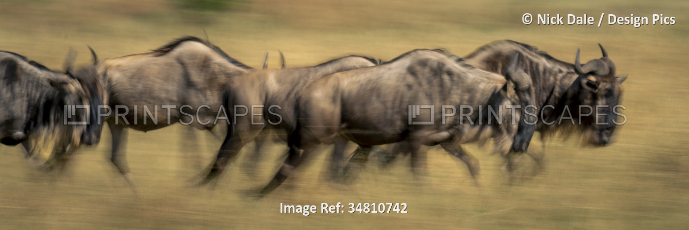 Slow pan panorama view of five blue wildebeests (Connochaetes taurinus) ...