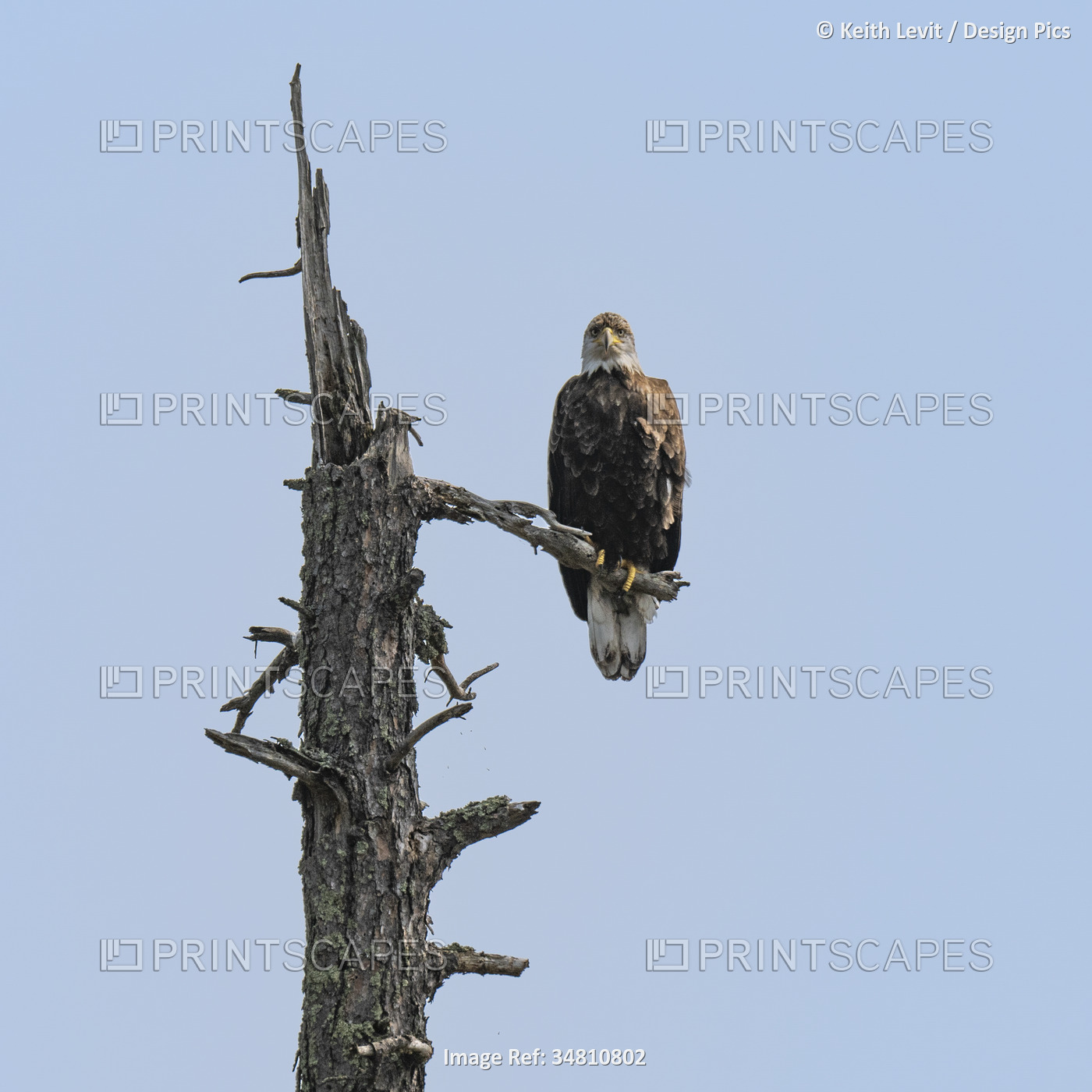 Bald eagle (Haliaeetus leucocephalus) looks down from a dead tree branch; Lake ...