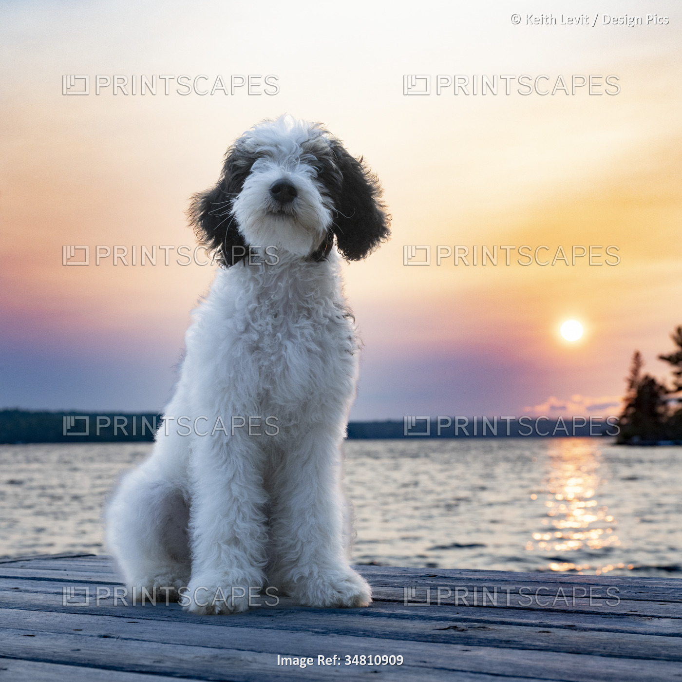 Portrait of a white dog with black ears on a dock at sunset; Lake of the Woods, ...