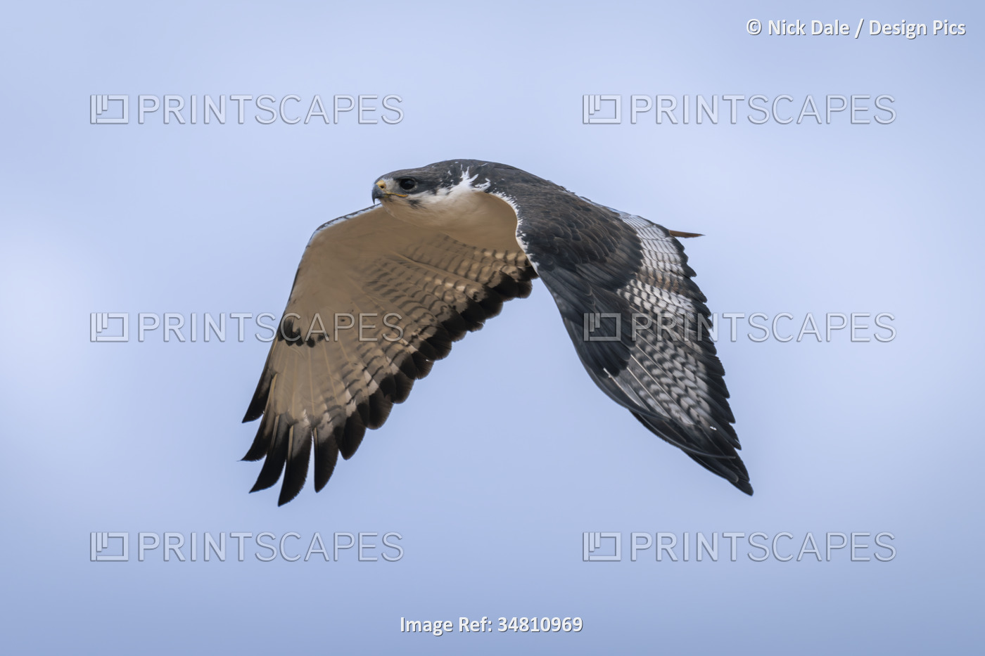 Augur buzzard (Buteo augur) flies across clear blue sky in Serengeti National ...