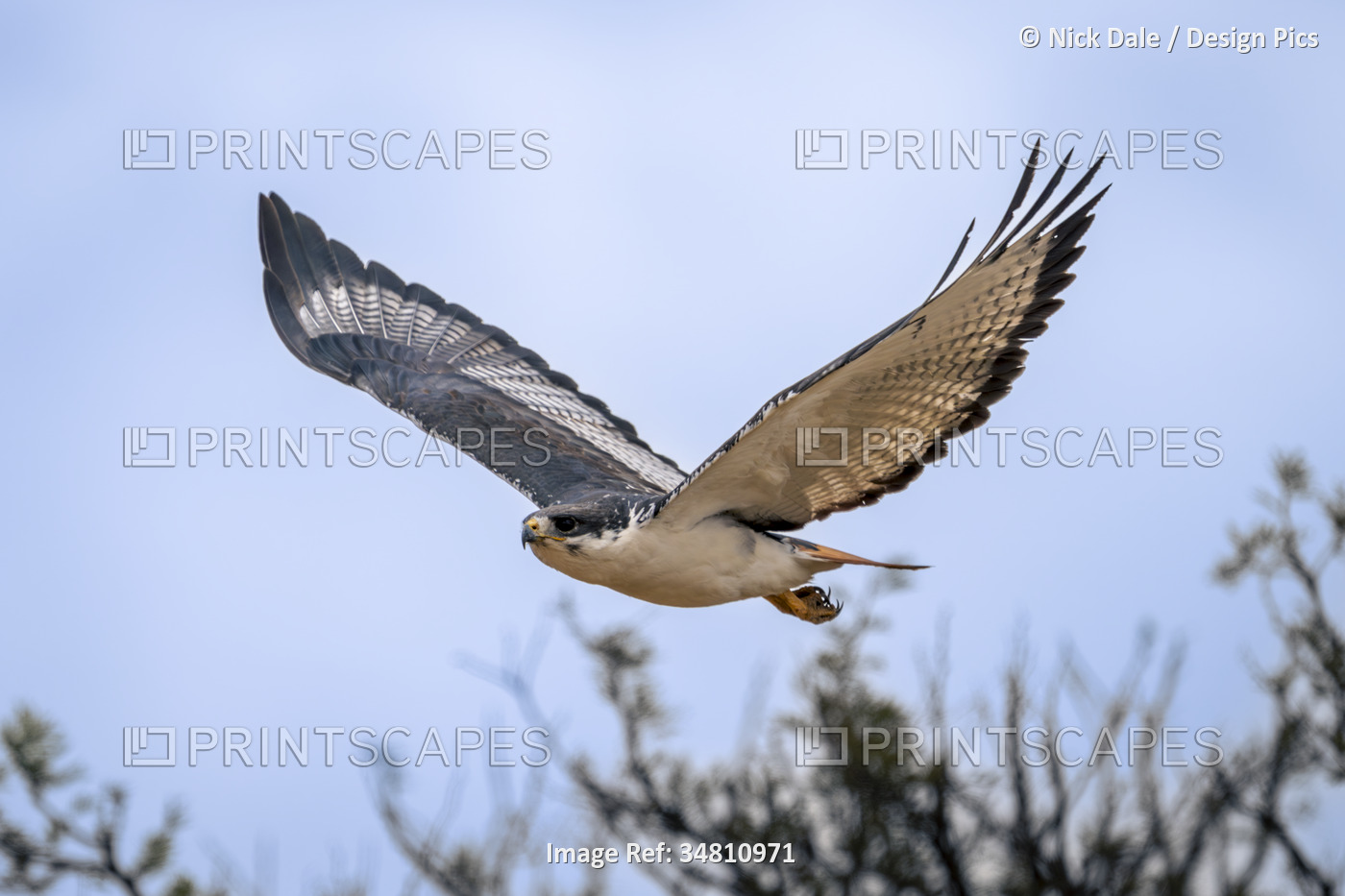 Augur buzzard (Buteo augur) flies past trees lifting wings in Serengeti ...