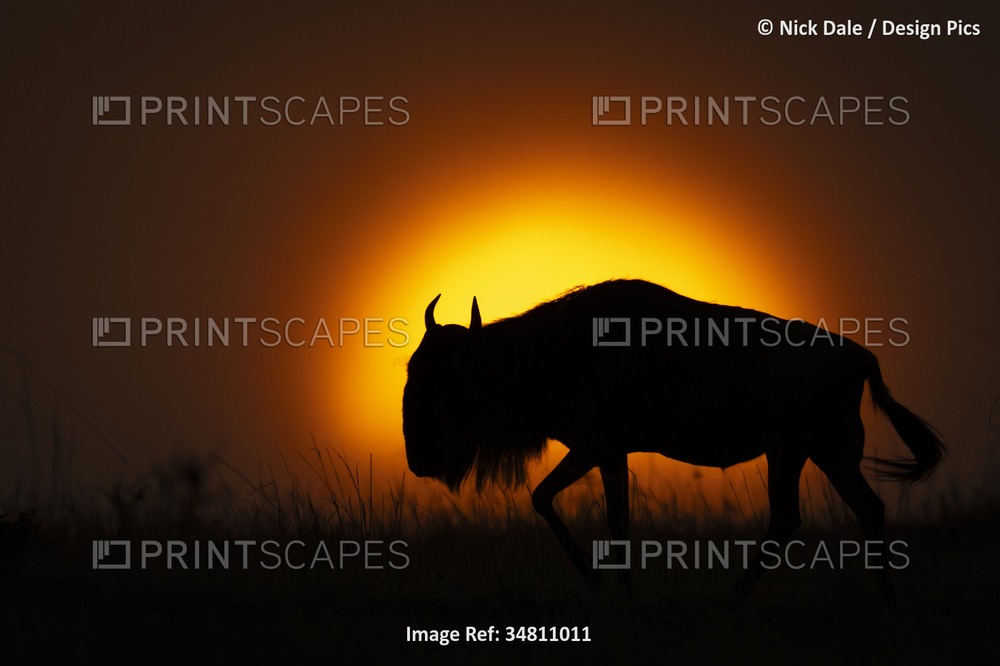 Blue wildebeest (Connochaetes taurinus) walking silhouetted against setting sun ...