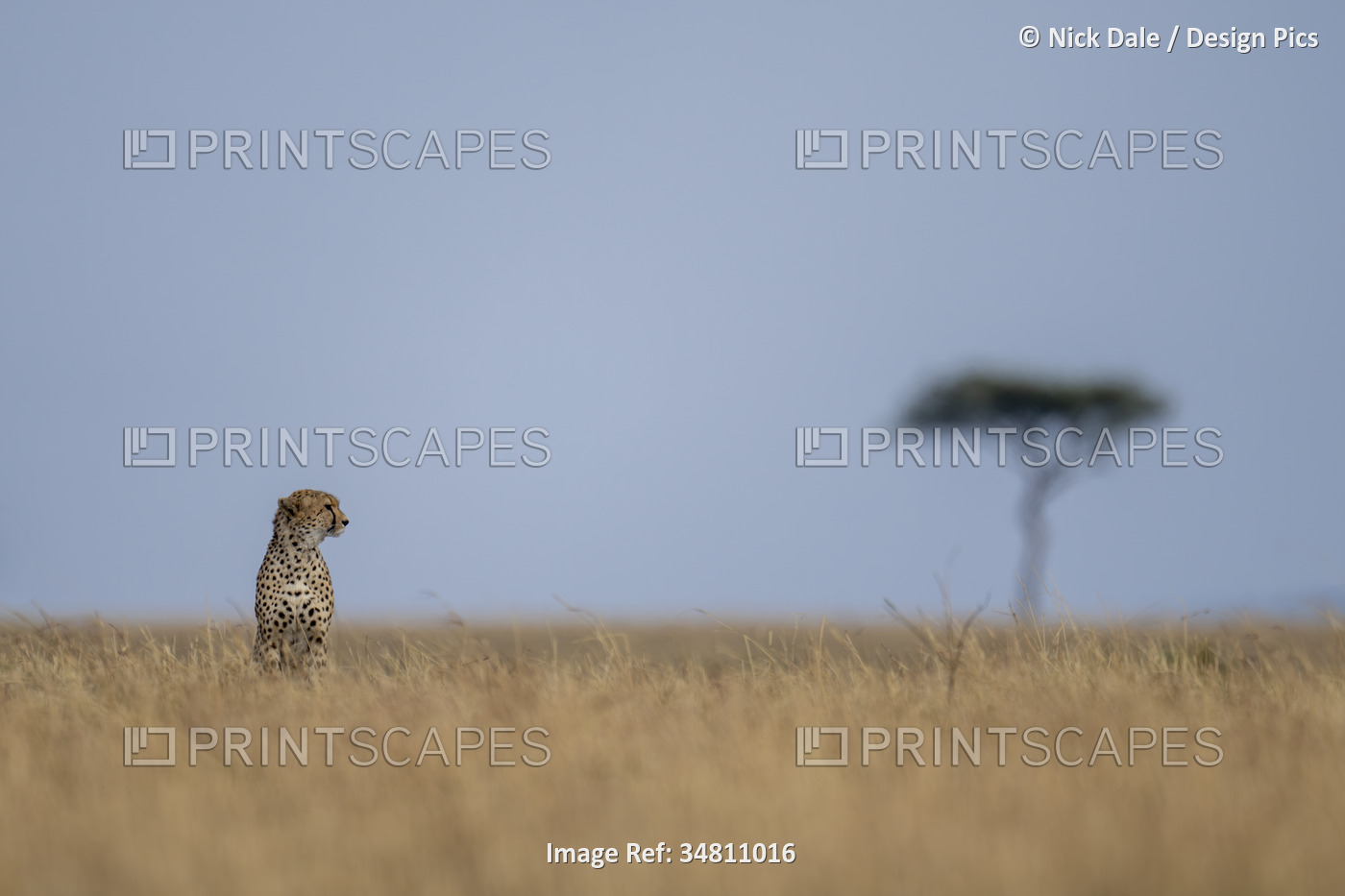 Cheetah (Acinonyx jubatus) sits on horizon near acacia tree in Serengeti ...