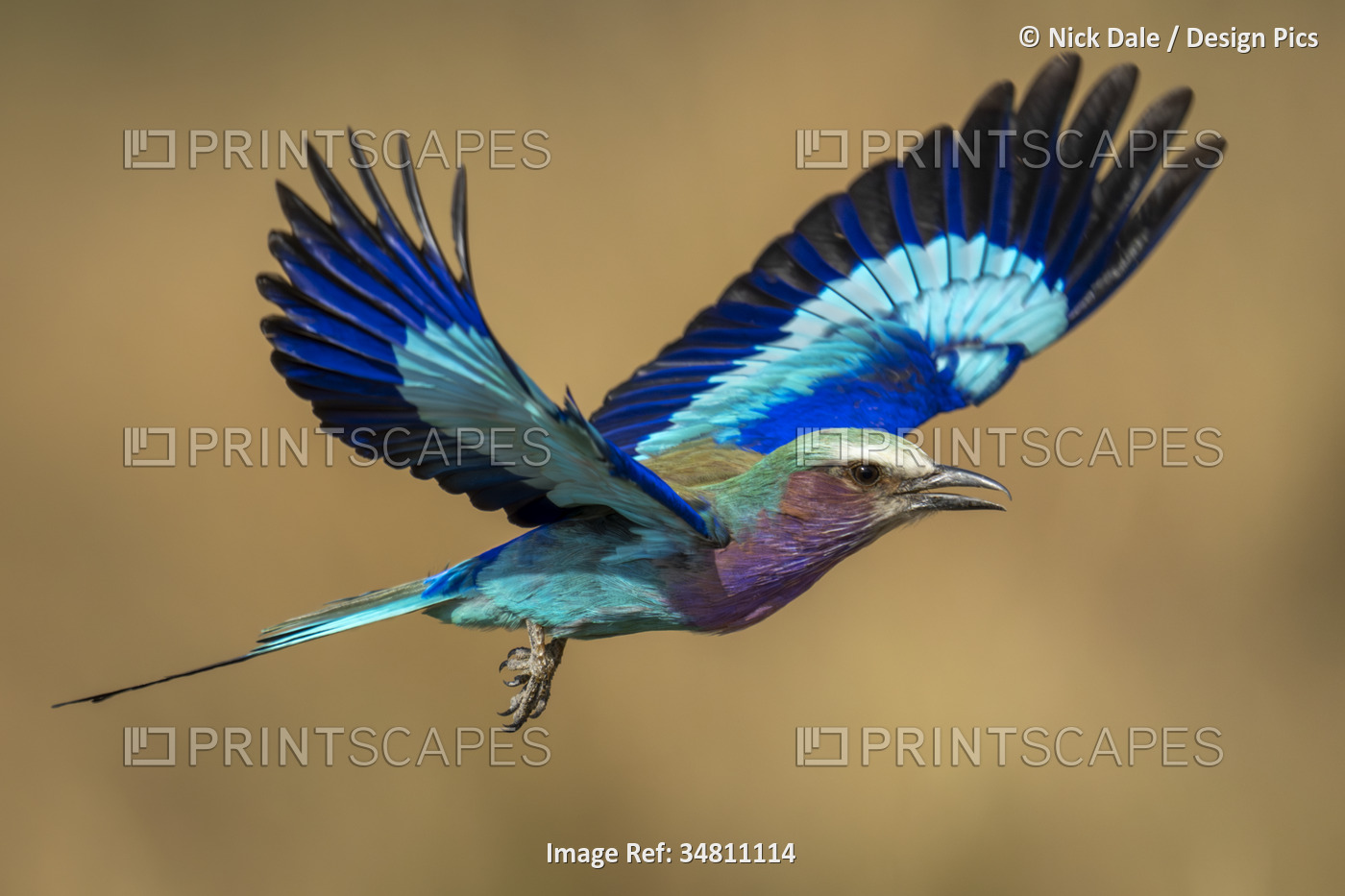 Lilac-breasted roller (Coracias caudatus) with a catchlight in its eye flies in ...