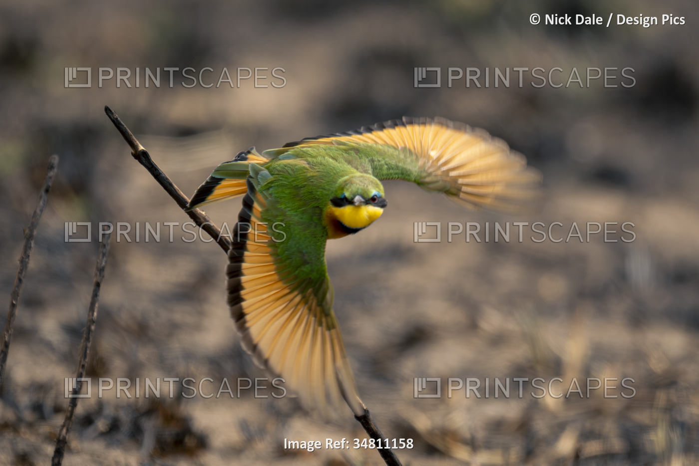 Close-up portrait of a little bee-eater (Merops pusillus) flying towards the ...