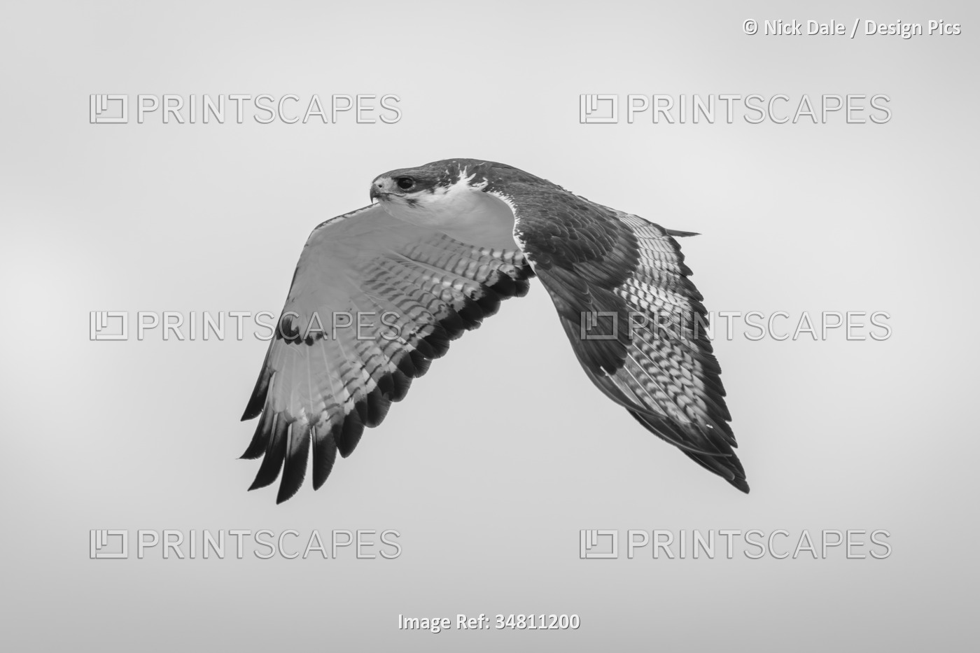 Monochromatic of Augur buzzard (Buteo augur) flying across an overcast sky in ...