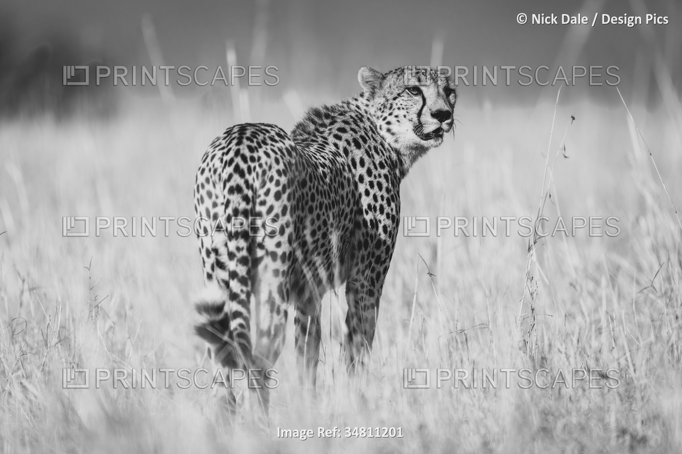 Monochromatic of a Cheetah (Acinonyx jubatus) standing in grass looking around ...