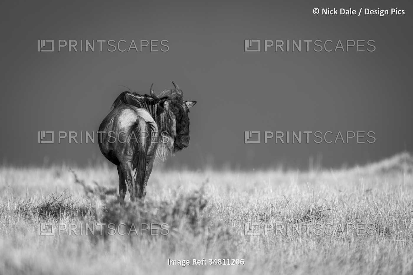 Monochromatic of a wildebeest (Connochaetes taurinus) standing turning head ...