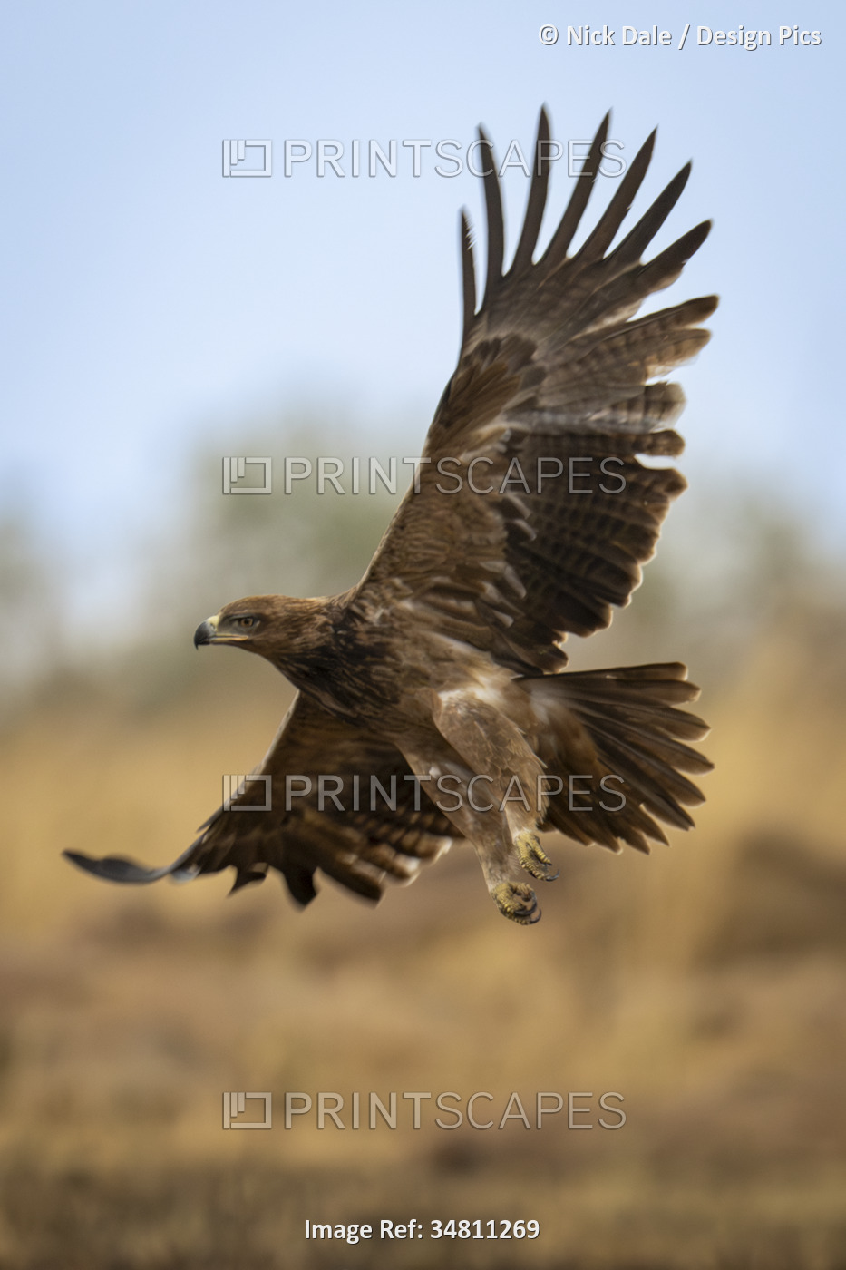 Tawny eagle (Aquila rapax) flies over savannah spreading wings in Serengeti ...