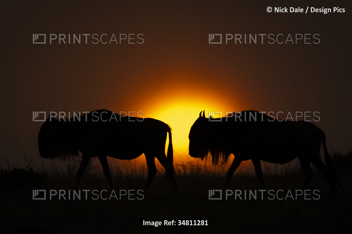Silhouette of two, blue wildebeest (Connochaetes taurinus) crossing horizon at ...